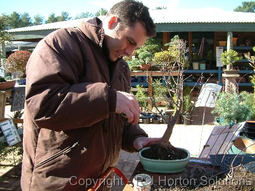 Bonsai Leigh_2 